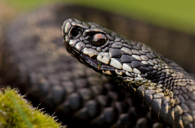 Обои картинки фото животные, змеи,  питоны,  кобры, змея, портрет, фон, голова