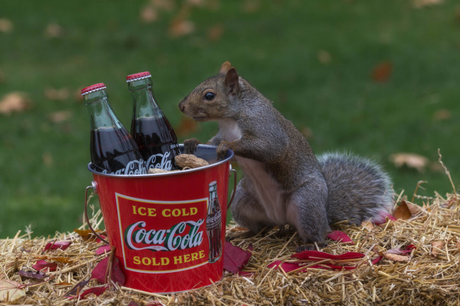 Обои картинки фото животные, белки, белка, любопытство, кола