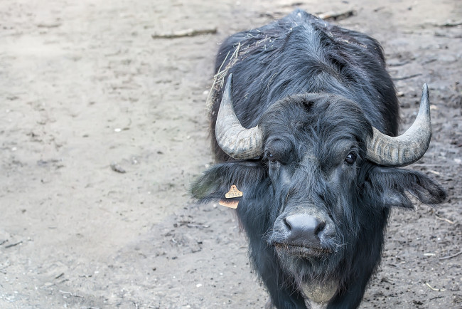 Обои картинки фото животные, коровы,  буйволы, буйвол, рога