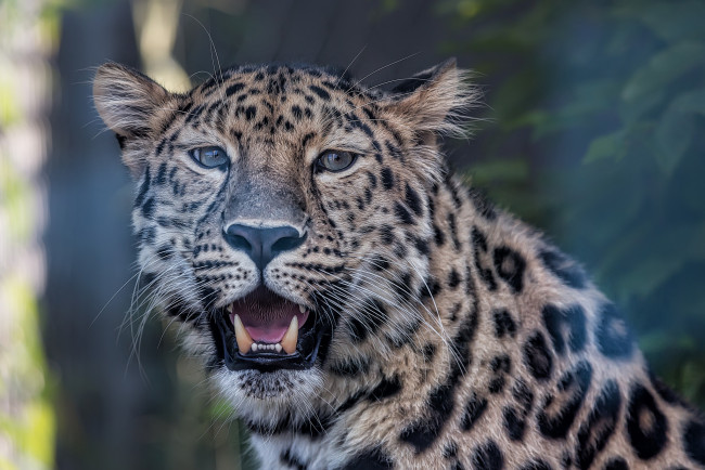 Обои картинки фото животные, леопарды, голова, пасть, леопард