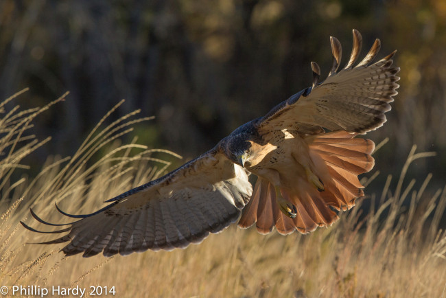 Обои картинки фото животные, птицы - хищники, парит, клюв, крылья, хищник, трава, птица