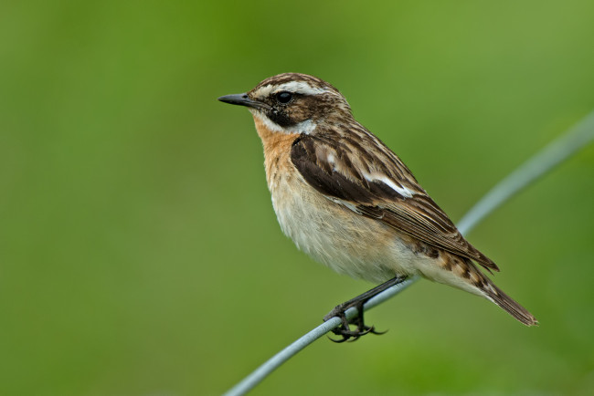 Обои картинки фото животные, птицы, птица, зелень, зелёный, фон, проволока