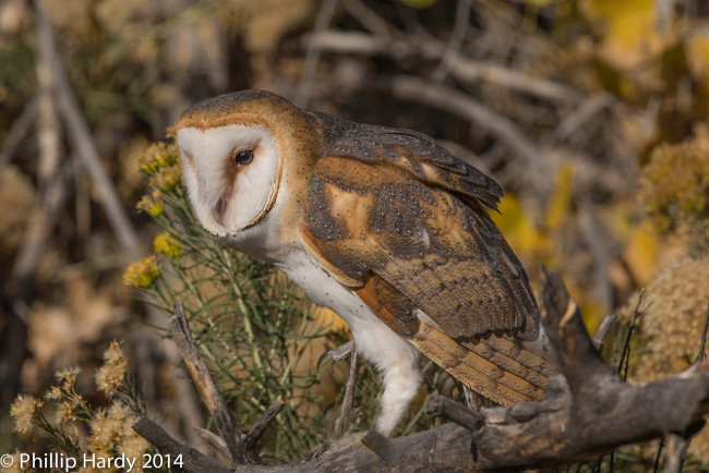 Обои картинки фото животные, совы, взгляд, птица, природа, сова