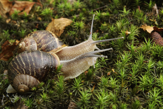 Обои картинки фото животные, улитки, мох, рожки, пара