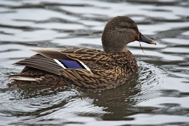 Обои картинки фото животные, утки, утка, вода