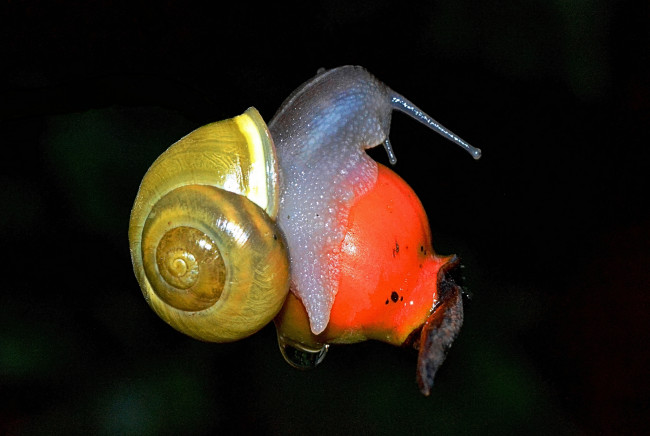 Обои картинки фото животные, улитки, природа, фон, чёрный, шиповник, ягода, раковина, улитка