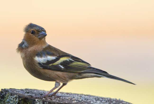 Обои картинки фото животные, щеглы,  чижи, щегол
