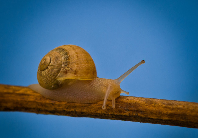 Обои картинки фото животные, улитки, раковина, улитка, природа, ветка