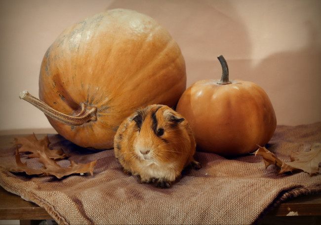 Обои картинки фото животные, морские свинки,  хомяки, тыква, осень, ноябрь, морская, свинка