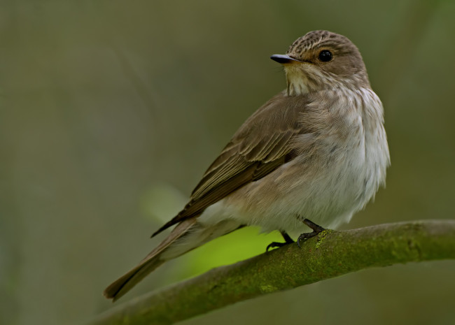 Обои картинки фото животные, птицы, птица, фон, ветка