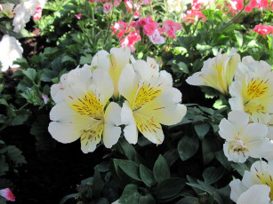 Картинка цветы альстромерия белый крапинки