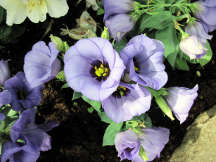 Картинка цветы эустома сиреневый