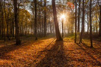 Картинка природа лес осень