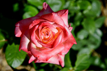 Картинка цветы розы бутон роза