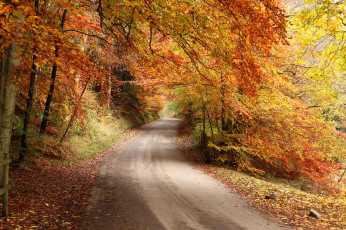 Картинка природа дороги осень лес