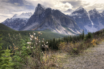 Картинка природа горы лес