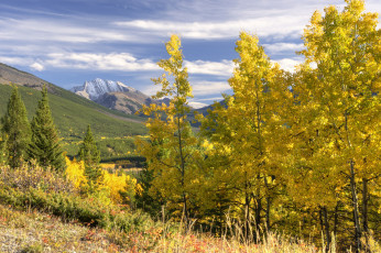 Картинка природа пейзажи лес горы