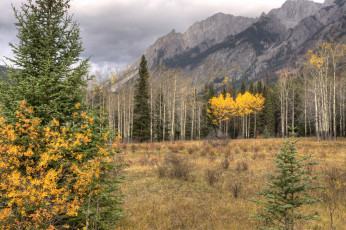 Картинка природа пейзажи лес горы