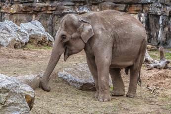 Картинка животные слоны слоненок