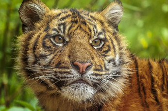 Картинка животные тигры тигр