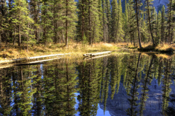 Картинка природа моря океаны река лес