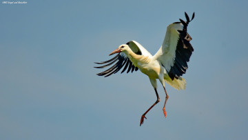 Картинка животные аисты небо аист