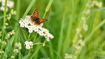 Картинка животные бабочки +мотыльки +моли луг цветы бабочка