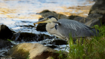 Картинка животные цапли +выпи добыча еда рыбка цапля