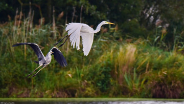 Картинка животные цапли +выпи летят