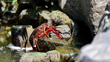 Картинка животные крабы +раки рак камни
