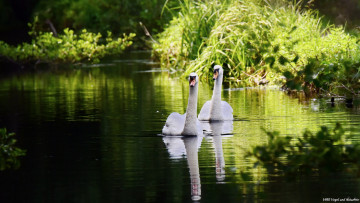 Картинка животные лебеди озеро