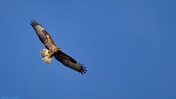 Картинка животные птицы+-+хищники сокол небо