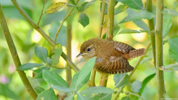 Картинка животные птицы птичка