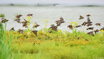 Картинка животные птицы стая трава