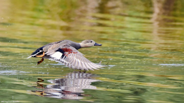 Картинка животные утки озеро утка