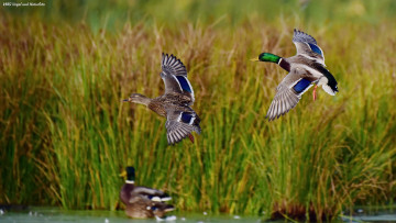 Картинка животные утки полет стая