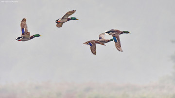 Картинка животные утки полёт стая небо
