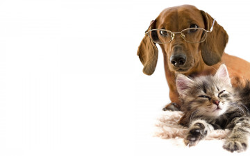 Картинка животные разные+вместе котенок такса собака дружба любовь очки белый фон