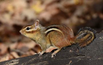 Картинка животные бурундуки бурундучок