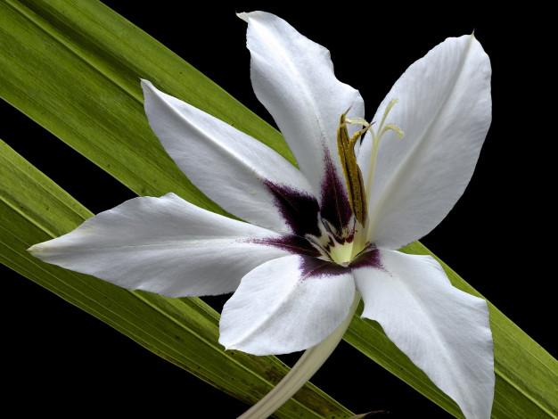 Обои картинки фото цветы, гладиолусы, гладиолус, фон, цветок