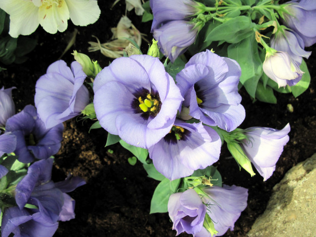 Обои картинки фото цветы, эустома, сиреневый