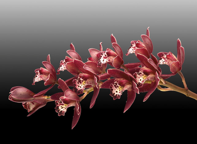 Обои картинки фото цветы, орхидеи, фон, веточка