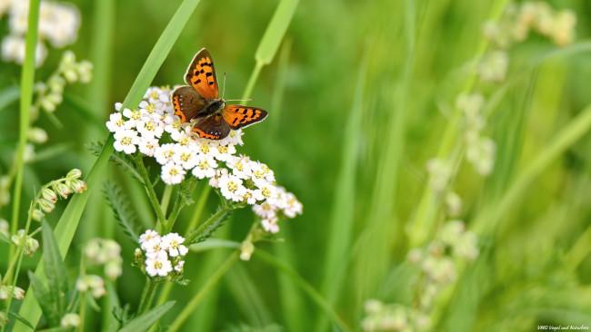 Обои картинки фото животные, бабочки,  мотыльки,  моли, луг, цветы, бабочка