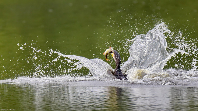 Обои картинки фото животные, цапли,  выпи, брызги, птица, добыча, рыба, озеро