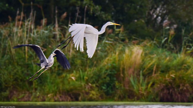 Обои картинки фото животные, цапли,  выпи, летят