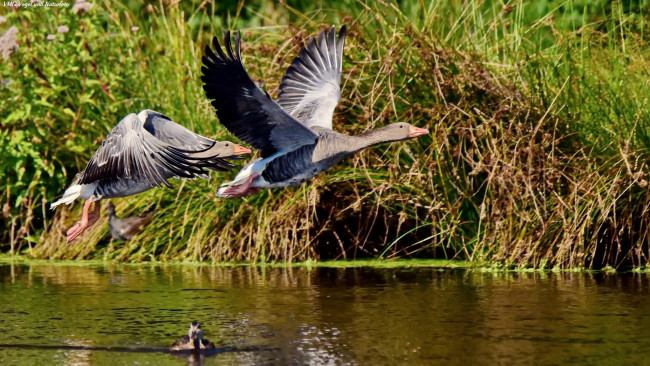 Обои картинки фото животные, гуси