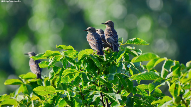 Обои картинки фото животные, птицы, листья, солнечно