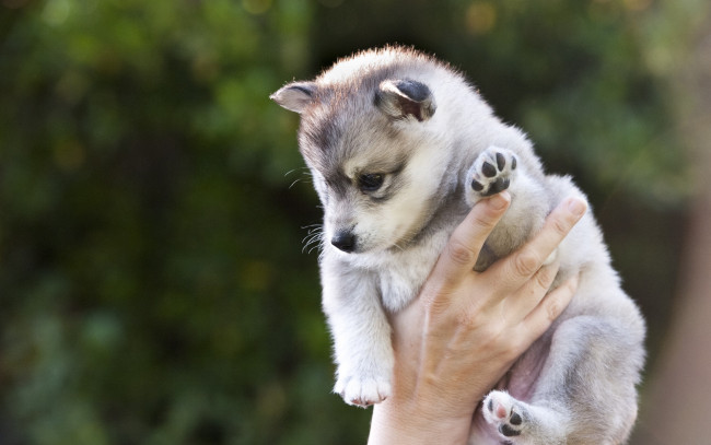 Обои картинки фото животные, собаки, держит, щенок, хаски, рука