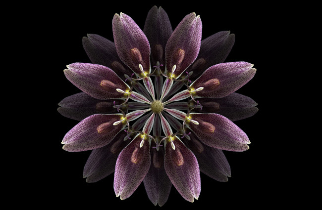 Обои картинки фото разное, компьютерный дизайн, цветок, фон