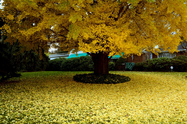 Обои картинки фото природа, деревья, осень, дерево, листья